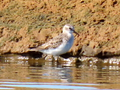 Calidris minuta