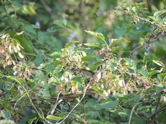 Microstilbon burmeisteri