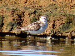 Calidris minuta