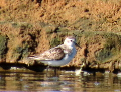 Calidris minuta