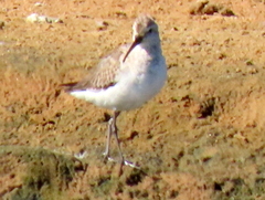 Calidris ferruginea