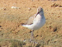 Calidris ferruginea