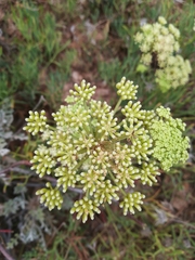 Crithmum maritimum