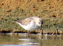 Calidris ferruginea