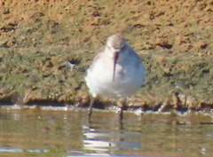 Calidris ferruginea
