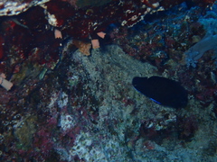 Centropyge multispinis