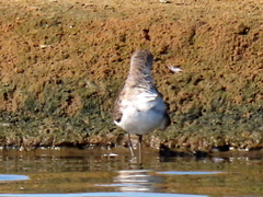 Calidris ferruginea