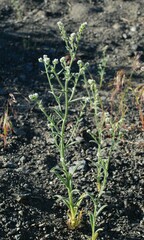 Cryptantha muricata denticulata