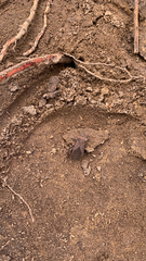 Acanthocephala femorata