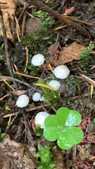 Strobilurus trullisatus