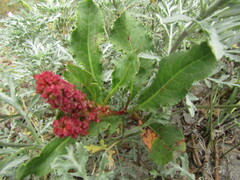 Rumex maricola