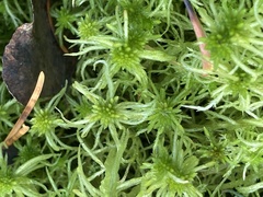 Sphagnum teres