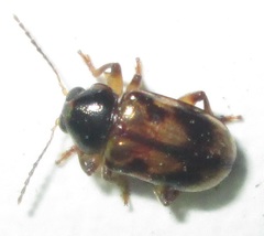 Microeurydemus africanus