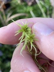 Sphagnum teres