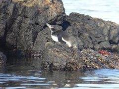 Spheniscus mendiculus