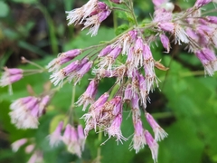 Peteravenia malvifolia