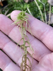 Sphagnum teres