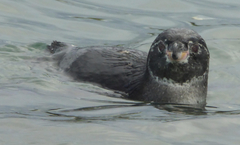 Spheniscus mendiculus