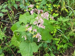 Peteravenia malvifolia