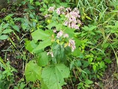 Peteravenia malvifolia