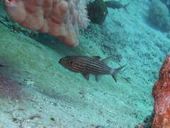 Cheilodipterus macrodon