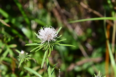Cirsium coryletorum