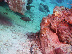 Cheilodipterus macrodon