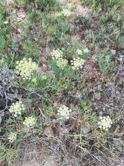 Crithmum maritimum