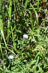 Cirsium coryletorum