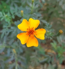 Tagetes tenuifolia