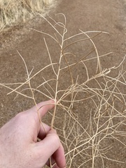 Sisymbrium altissimum