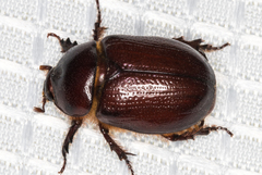 Oxygrylius ruginasus