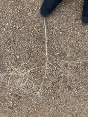 Sisymbrium altissimum