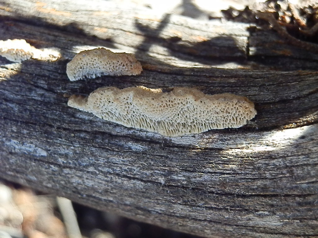 Antrodia multiformis