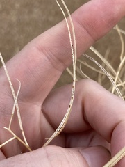 Sisymbrium altissimum