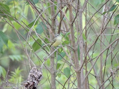 Phylloscartes ventralis