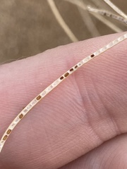 Sisymbrium altissimum