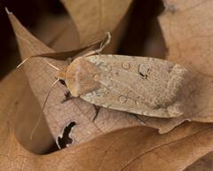 Conistra erythrocephala