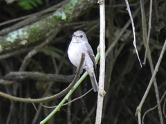 Muscicapa adusta
