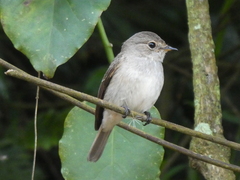 Muscicapa adusta