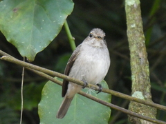 Muscicapa adusta