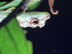Scinax ictericus