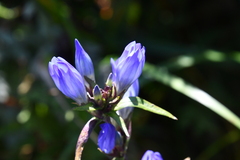 Gentiana triflora