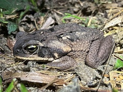 Rhinella marina