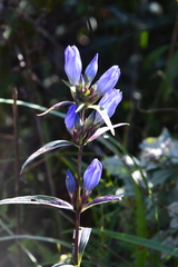 Gentiana triflora