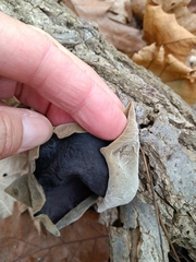 Auricularia polytricha