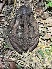 Rhinella marina