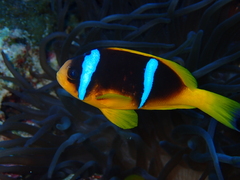 Amphiprion bicinctus