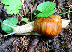 Helix pomatia