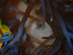 Entacmaea quadricolor